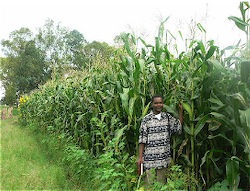 Wilson Tembo stands in maize field cultivated by the v-tractor